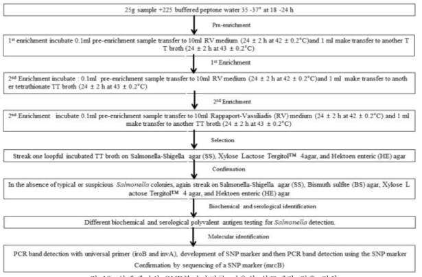 선택배지와 SNP분자마커를 이용한 살모넬라 검출 절차