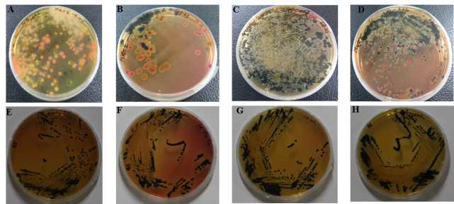 A&B. 멧돼지 배설물 배양액에서 유래한 Hekton Enteric Selective agar (HE) 선택배지위의 독특한 검은색 살모넬라 콜로니. C. 삵 배설물 배양액에서 유래한 Salmonella-shigella (SS) agar 선택배지위 검은색 살모넬라 콜로니 D. 고라니 배설물 배양액에서 유래한 SS agar 선택배지위 검은색 살모넬라 콜로니 E. SS agar 선택배지위 살모넬라 균주: Salmonella enteritidis (NCCP-14545) F. S. typhimurium (NCCP-14760), G. S. enterica (NCCP-15756) and H. S. agona (NCCP-12231): 모두 독측한 검은색 콜로니를 형성한다