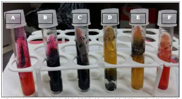 triple sugar iron (TSI)를 이용한 생화학적 반응. A. 고라니 배설물(fecal ID: CeHyIn-118) 유래 콜로니들이 red slant와 red butt 상태에서 비발효. B. 삵 배설물(ID: CaPrBe-27)에서 유래한 살모넬라 양성 콜로니들; black slunt와 red butt 모양이며, gas와 H2S 생성. C. 삵 배설물(CaPrBe-19) 유래한 살모넬라 양성 콜로니들; black slunt와 black butt. D. 노란색 slant 와 약간 어둔 노란색 butt 모양을 나타내며 H2S는 생성하지 않음-살모넬라가 아닌 다른 박테리아를 나타냄. E. 고라니 배설물(CeHyIn-156) 유래 균주, 노란색 slant와 검은색 but, 가스는 생성하지만 H2S는 비생성. F. 박테리아 접종을 하지않은 대조구(Control)