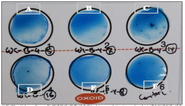 Salmonella spp를 탐색하기 위해 사용하는 latex agglutination polyvalent 테스트키트를 이용한 혈청학적 반응. 살모넬라 균주가 있을 경우 응집반응이 일어나게 된다. A. 삵 배설물(CaPrBe_28) 유래 배양균주에서 응지반응이 일어남; B. 삵 배설물(CaPrBe_30) 유래 균주에스는 비응집 반응; C. 삵 배설물(CaPrBe_37) 유래 균주에서는 비응집반응; D. 삵 배설물(CaPrBe_39) 유래 균주에서는 양성 응집반응; E. 삵 배설물(CaPrBe_31)유래 균주에서 양성응집; F. 박테리아 접종을 하지 않은 대조군