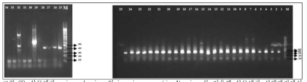 살모넬라 universal primer인 invasion gene (invA) primer를 이용해 살모넬라 선택배지에서 분리한 34균주의 PCR 증폭. No.1 to No. 34 = 살모넬라 균주의 pcr product (target band=398bp)