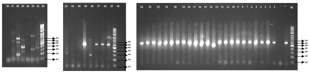 살모넬라 universal primer인 iroB primer를 이용해 살모넬라 34개 균주의 PCR 증폭. Gel lane no.1 = Salmonella Typhimurium (NCCP-14760) (control); No.2 = PCR mixture만 있는 negative control. no.3 to no.27 = 분리한 균주 (target band는 606bp 크기); lane no.28 to no.34 =Salmonella 미탐지; no.35-38 = non-Salmonella; no.35= Enterobacter clocae (NCCP-14621); no.36=Klebsiella pneumoniae (NCCP-14631); no. 37= Shigella dysentri (NCCP-14746); no. 38=Staphylococcus aureus (NCCP-14780)