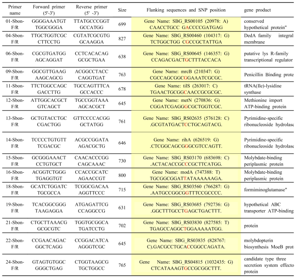 GenBank에서 다운받은 살모넬라 전염기서열들의 배열을 통해 발견한 SNP부위와 이 SNP부위를 증폭하기 위해 SNP부위의 바깥 upstream과 downstream의 보존된 부분에서 디자인한 15쌍의 primer들(이 primer의 안쪽에 위치한 SNP부위의 돌연변이 염기는 붉은색으로 표시되어 있음)