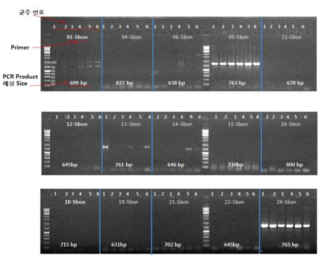 SNP부위 증폭용 15개의 Sbon primer set를 이용해 6개의 살모넬라 균주를 대상으로 PCR증폭을 수행한 결과. 2개의 primer만 6개 균주 전체에서 PCR product를 생성했다[9-Sbon-F/R (678bp); 24-Sbon-F/R (645bp)]. The gel lane numbers are as follows: No.1= Samonella enterica subsp. enterica serovar Typhimurium (NCCP-14760); No.2=Samonella enterica subsp. enterica serovar Enteritidis (NCCP-14545); No.3=Samonella enterica subsp. enterica serovar Agona (NCCP-12231); No.4=Samonella enterica subsp. enterica serovar Enterica (NCCP-15756); No.5=Samonella enterica subsp. enterica serovar Typhi(NCCP-14641); No.6=Samonella enterica subsp. enterica serovar Paratyphi W.C B-4(4)