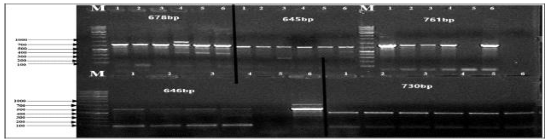 15개의 Sbon primer set 중 1st PCR에서 미약하거나 생성되지 않았던 primer들을 대상으로 2nd PCR을 수행한 결과. 2nd PCR에 의해 11-Sbon-F/R (678bp); 12-Sbon-F/R (645bp); 13-Sbon-F/R (761bp); 14-Sbon-F/R (646bp); 15-Sbon-F/R (730bp)] 등에서 PCR band를 확보했다