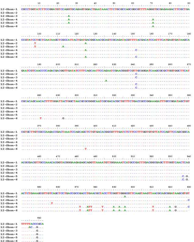 12-Sbon-F/R primer를 이용해 증폭한 살모넬라 6균주의 SNP마커의 씨퀀스 alignment