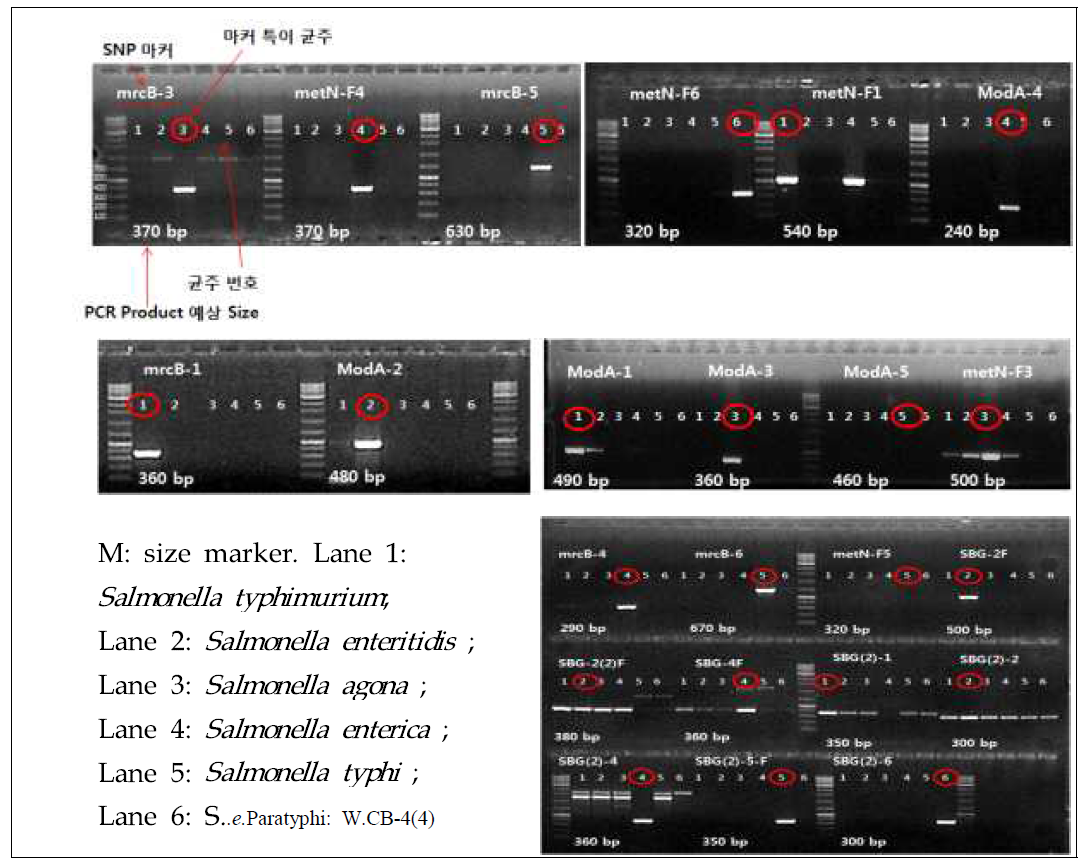 살모넬라 표준균주 6종을 대상으로 개발한 SNP primer들이 균주들을 식별할 수 있는지를 평가한 결과