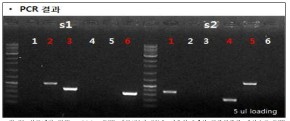 살모넬라 SNP multiplex PCR 세트(S1과 S2)을 이용한 6개의 표준균주를 대상으로 PCR 증폭. No.1= S.typhimurium; No.2= S.enteritidis; No.3= S. agona; No.4= S.enterica; No.5=S. typhi;No.6=S.e.Paratyphi:W.CB-4(4)