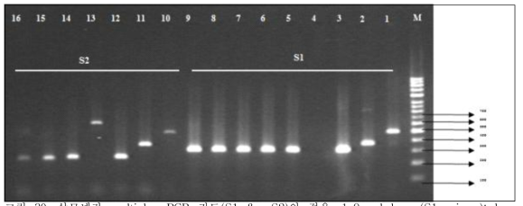 살모넬라 multiplex PCR 키트(S1  lane No.1= Salmonella enterica subsp. enterica serovar Enteritidis (NCCP-14545); lane No.2=Salmonella enterica subsp. enterica serovar Agona (NCCP-12231); lane No.3 Salmonella enterica subsp. enterica serovar Paratyphi and No.4= negative control; No.5= Fecal ID CaPrBe_28 (i) ; No.6 = CaPrBe_31(i)); No.7= Fecal ID CaPrBe_28 (ii) ; No.8 = CaPrBe_31(ii)); No.9= Fecal ID CaPrBe_39 and lane No. 10-16 for S2 multiplex PCR as No.10= Salmonella enterica subsp. enterica serovar Typhi (NCCP-14641); No.11= Salmonella enterica subsp. enterica serovar Enterica (NCCP-15756); No.12= Salmonella enterica subsp. enterica serovar Typhimurium (NCCP-14760); No.13= Non Salmonella (Enterobacter clocae (NCCP-14621)); No.14= Fecal ID CaPrBe_10 (i); No.15= Fecal ID CaPrBe_10 (ii) and No.16=Fecal Id ABF_48