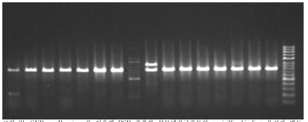SNP-mrcB primer를 이용해 PCR 증폭한 살모넬라균주들의 penicillin binding 유전자 밴드.밴드의 사이즈는 790bp 임