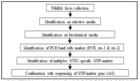 STEC(Shiga toxin-producing E. coli)의 탐지 및 확인을 위한 단계적 모식도