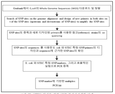 STEC 탐지를 위한 SNP 분자마커개발 단계