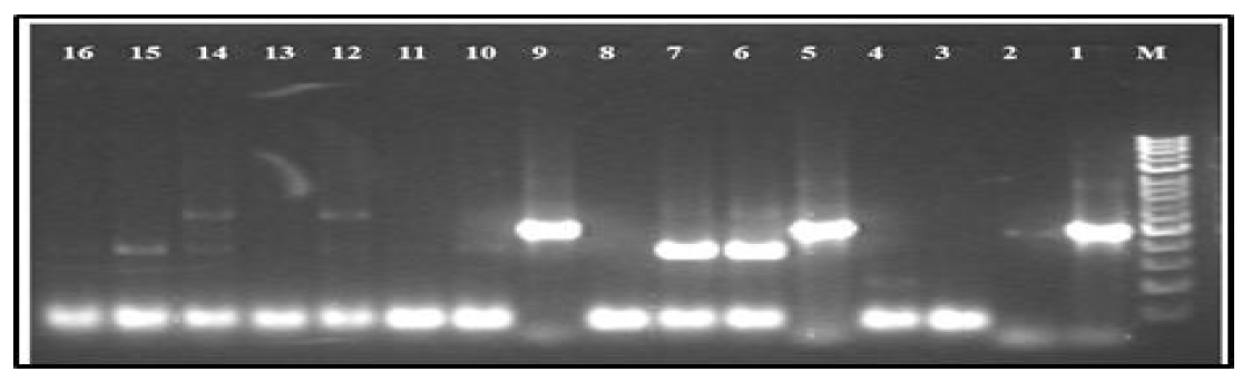 PCR amplification of Shiga toxin gene from target colonies using Stx 2 primer set. PCR band ‘M’ indicates DNA 100bp marker. The lane numbers are as follows: No.1 =E. coli O157:H7 (ATCC-95150); No.2=Control (PCR mixture without sample DNA); No.3 = MuApSy-3; No.4 = MuApAg-9; No.5 =CeHyIn-298(i); No.6 = SuSuSc-33; No.7 = CeCaCa-13; No.8 = CeCaCa-1; No.9 = CeHyIn-298(ii); No.10 =CeHyHn-297; No.11 = MuApSy-3; No.12 = MuApAg-12; No.13 = MuApAg-13; No.14 = MuApAg-7; No.15 =MuRa No-2(i) and No.16 = MuRaNo-2 (ii)