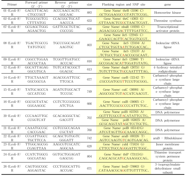 STEC와 E. coli에 대한 전염기서열 배열을 통해 발견한 SNP분자마커 부위와 이 SNP부위를 증폭하기위해 SNP의 upstream과 downstream부위에서 디자인한 15대의 primer들(SNP 염기는 붉은색으로 표시되어 있음)
