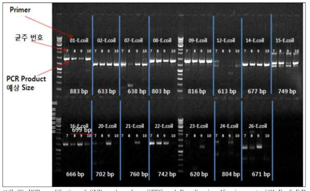 PCR amplification of SNP markers from STEC and E. coli using 15 primer sets {(01-E.coli-F/R (883bp); 02-E.coli-F/R (633bp); 07-E.coli-F/R(638 bp); 08-E.coli-F/R (803bp); 09-E.coli-F/R (816 bp); 12-E.coli-F/R (613); 14-E.coli-F/R (677bp); 15-E.coli-F/R (749bp); 16-E.coli -F/R (666bp); 20-E.coli-F/R (702bp); 21-E.coli-F/R(760bp); 22-E.coli-F/R (742bp); 23-E.coli-F/R (620bp); 24-E.coli-F/R (804bp); and 26-E.coli-F/R (671bp)}. PCR band ‘M’ indicates DNA 100bp marker. The gel lane numbers are in each section (1to 4) as follows: No.1= E. coli O157:H7 (ATTC-95150); No.2= E. coli O157:H7 (NCCP-15739); No.3= E. coli STEC from H. inermis feces; No.4= E. coli O145:H28 isolated from H. inermis feces. Lane 7=Escherichia coli O157:H7 (ATTC-95150); lane 8=Escherichia coli O157:H7; lane 9=(NCCP-15739); lane 10= E. coli STEC-2265(WD-6)
