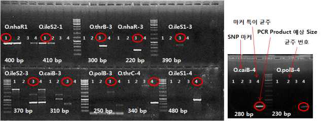 STEC를 대상으로 STEC 균주들을 식별할 수 있는지 평가하기 위한 STEC 특이적인 12개 SNP primer set(표 26)의 효용성 검증. M: size marker. Lane 1: Escherichia coli O157:H7 (ATTC-95150); Lane 2:Escherichia coli O157:H7 (NCCP-15739); Lane 3: WD-6; Lane 4: WD-9