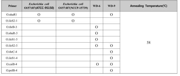 E. coli O157 4개 균주에 대한 SNP 마커 PCR 결과