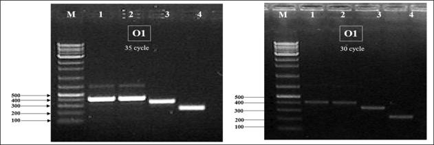 SNP multiplex PCR 세트(O1)의 PCR 증폭. Lane No.1= E. coli O157:H7 (ATTC-95150); No.2= E. coli O157:H7 (NCCP-15739); No.3= E. coli ETEC; No.4= E. coli O145:H28