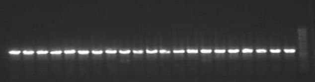 SNP-ileS primer를 이용하여 PCR한 증폭한 야생동물 배설물 유래 STEC 균주들의 ileS(tRNA transfer ligase) gene 유전자 밴드들. 밴드의 사이즈는 816bp