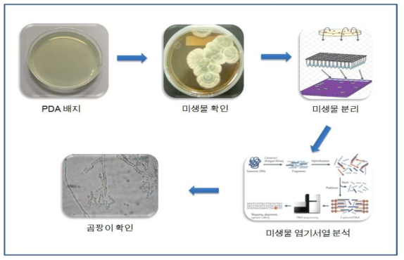 미생물 분리 및 동정 과정 모식도