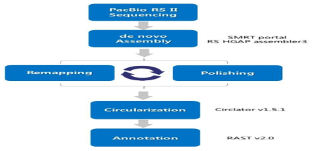 Overall workflow of whole genome mapping