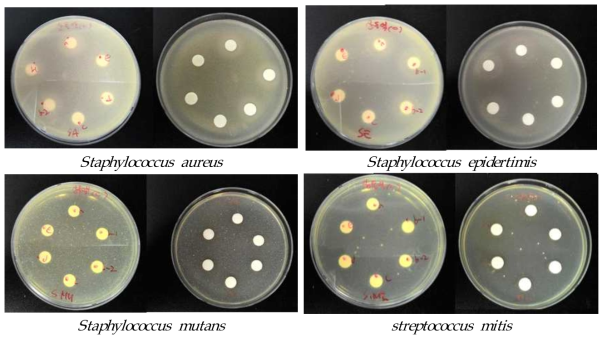 Antimicrobial activity of the starter candidates