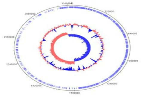 Genome map of L. plantarum KACC 92189