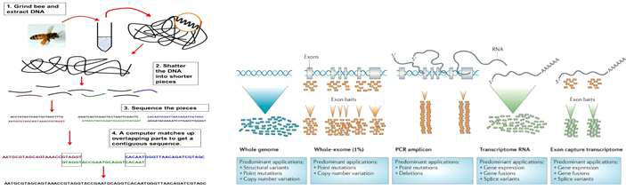 Whole Genome Shotgun sequencing vs Next Generation Sequencing