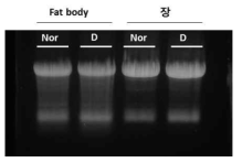 건강충과 질병충의 RNA 분리 및 비교