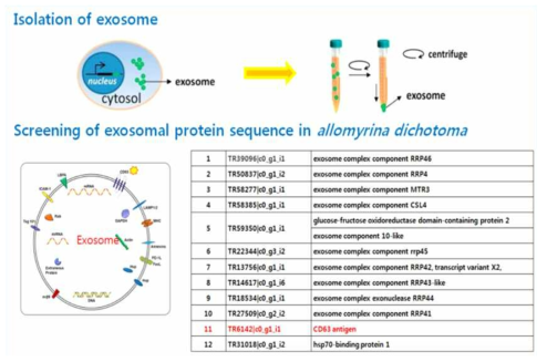 엑소좀 구성 단백질 선별 및 유전자 확보
