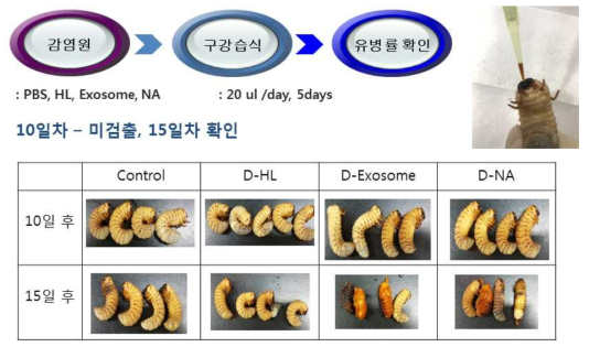 엑소좀에 의한 감염 기전 연구