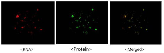형광염료를 이용한 엑소좀 내의 단백질 및 RNA 표지로 엑소좀 분리 확인