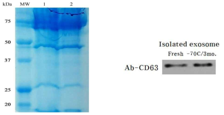 극저온 보관후 엑소좀 특이단백질의 안정성 유지 확인결과