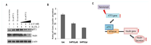 ATF3의 인슐린 분비 조절 및 target gene 탐색