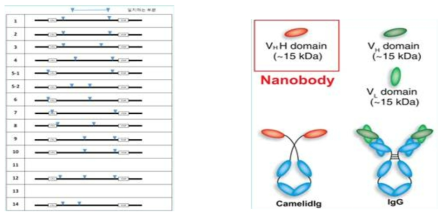 Exosome component protein cDNA cloning & Nano antibody 특징