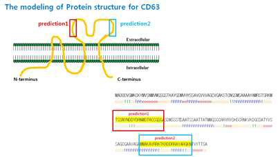 CD63의 구조적 특징 및 epitope
