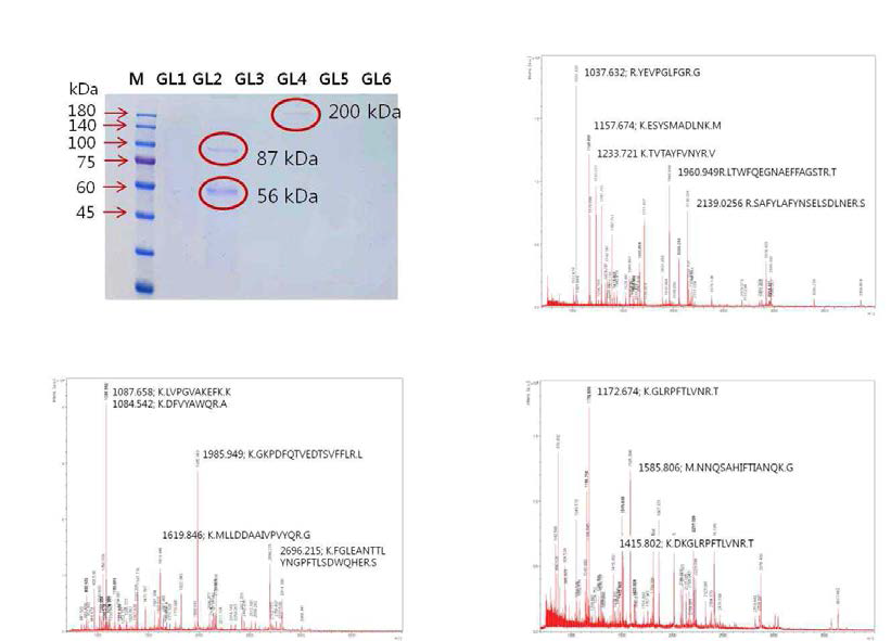 MALDI-TOF-MS spectral analysis of proteins secreted from the isolates