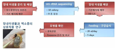 장내미생물과 엑소좀의 상호작용 및 감염억제 효과 확인 방법