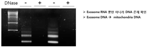 곤충 엑소좀에서 mtDNA확인