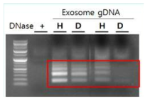 건강충 vs 질병충의 엑소좀 분리 후 mtDNA비교