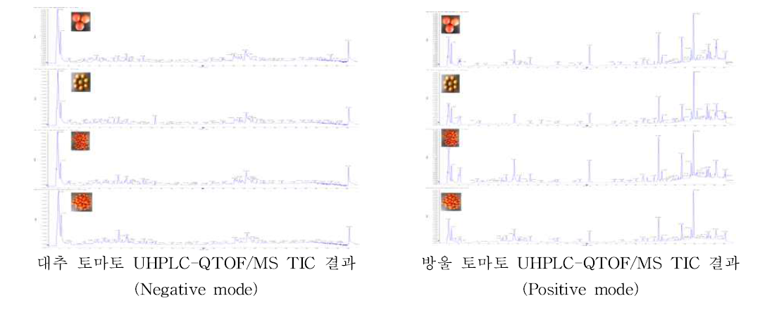 방울토마토와 대추토마토의 UHPLC-MS의 TIC 패턴 차이