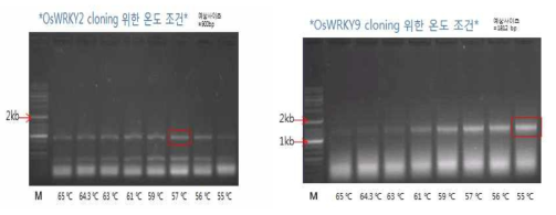 OsWRKY유전자군의 분리를 위한 PCR을 위한 온도최적화