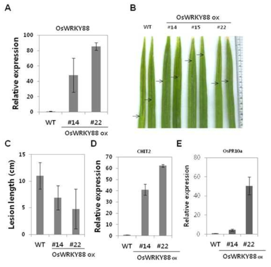 OsWRKY88 과발현 형질전환체의 분석