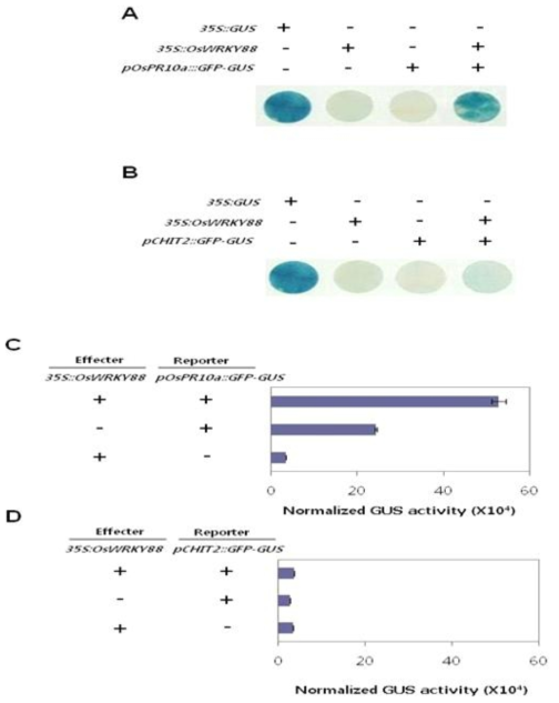 Promoter transient assays