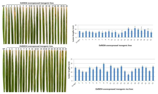 OsNAC36-과 54-과발현 형질전환체 벼흰잎마름병 저항성 기능 검정