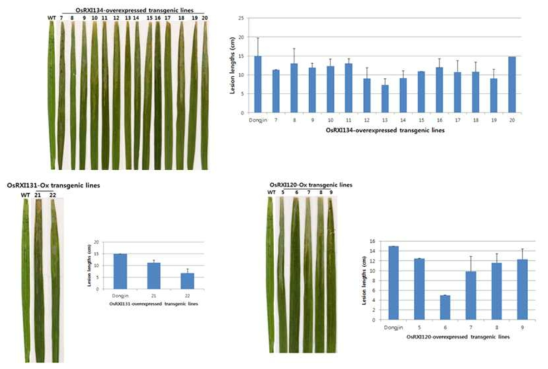 OsNAC120-, 131-과 134-과발현 형질전환체 벼흰잎마름병 저항성 기능 검정