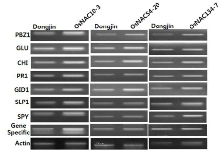 OsNAC 선발유전자 과발현 형질전환체 연관유전자 발현 분석