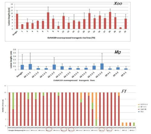 OsNAC69-과발현 형질전환체의 병저항성 기능 검정