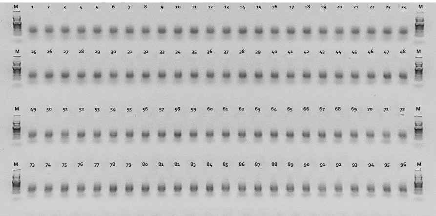 선발자원의 library PCR 증폭산물