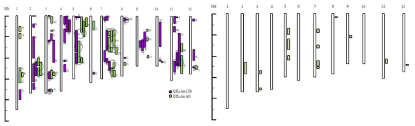 저온발아성과 혐기발아성 QTL 통합 지도(좌) 및 SNP 마커 선발 지역(우)